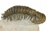 Bargain, Crotalocephalina Trilobite - Foum Zguid, Morocco #181249-3